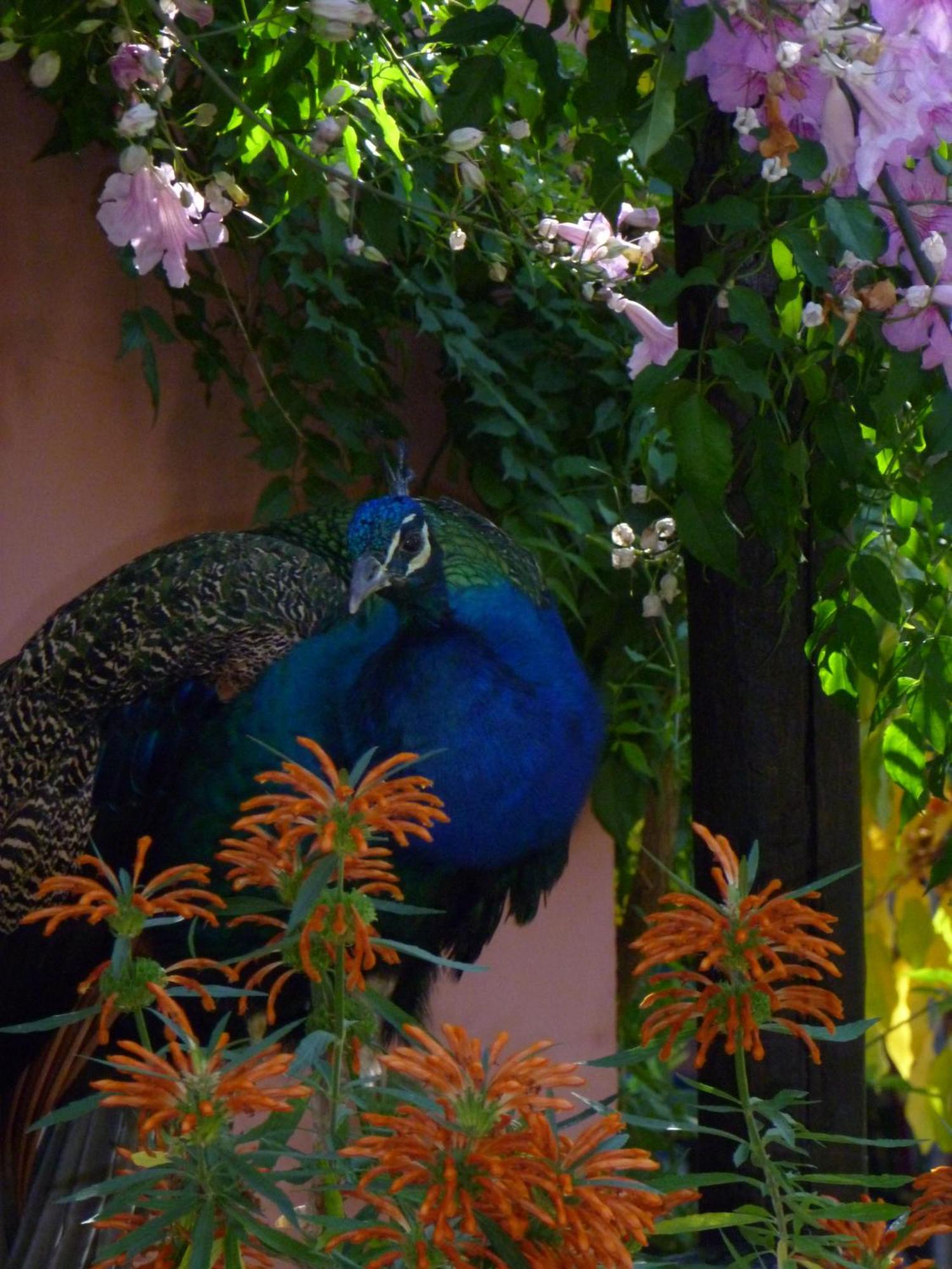Eco Moyano Posada Gaucín Exterior foto